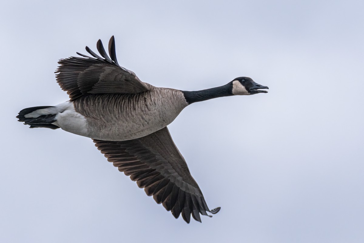 Canada Goose - Matt Saunders