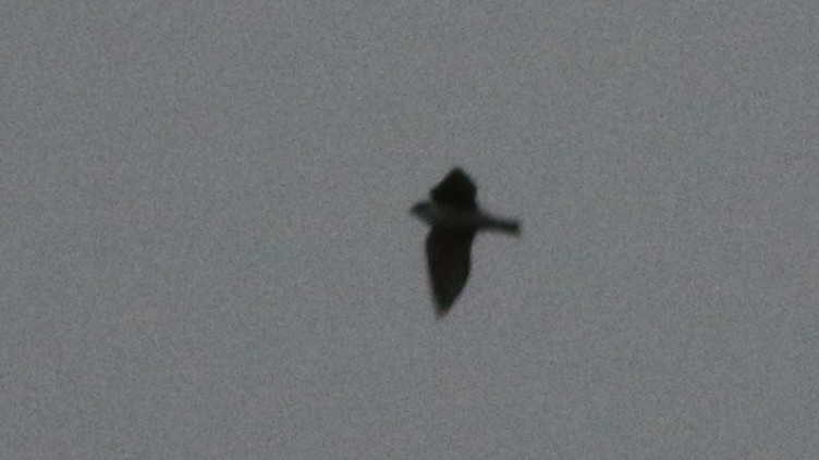 Hirondelle bicolore - ML422719901