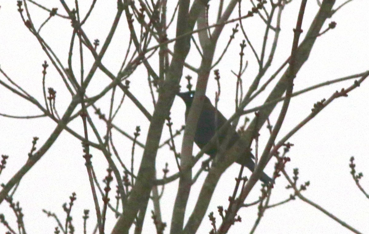 Quiscale rouilleux - ML422720071
