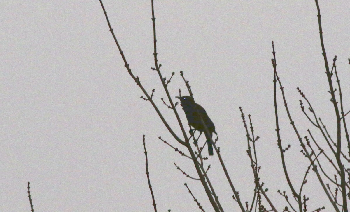 Quiscale rouilleux - ML422720111