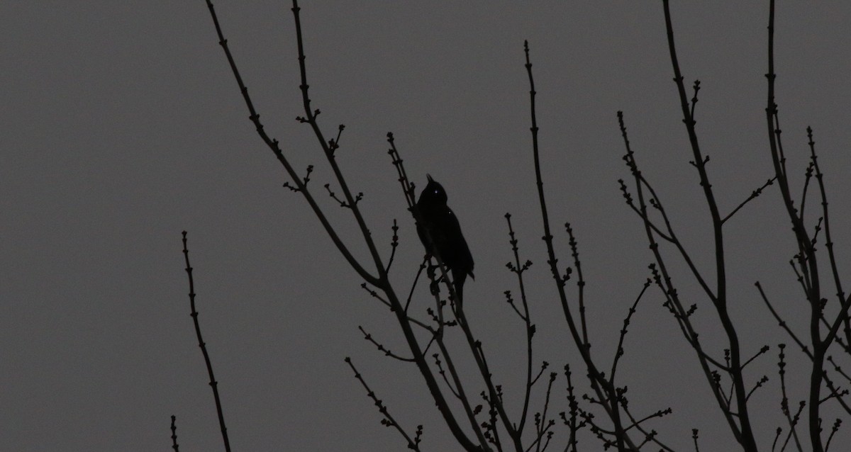 Quiscale rouilleux - ML422720131