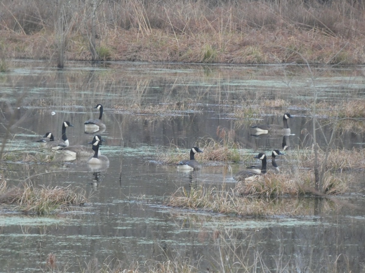 Canada Goose - ML422723231