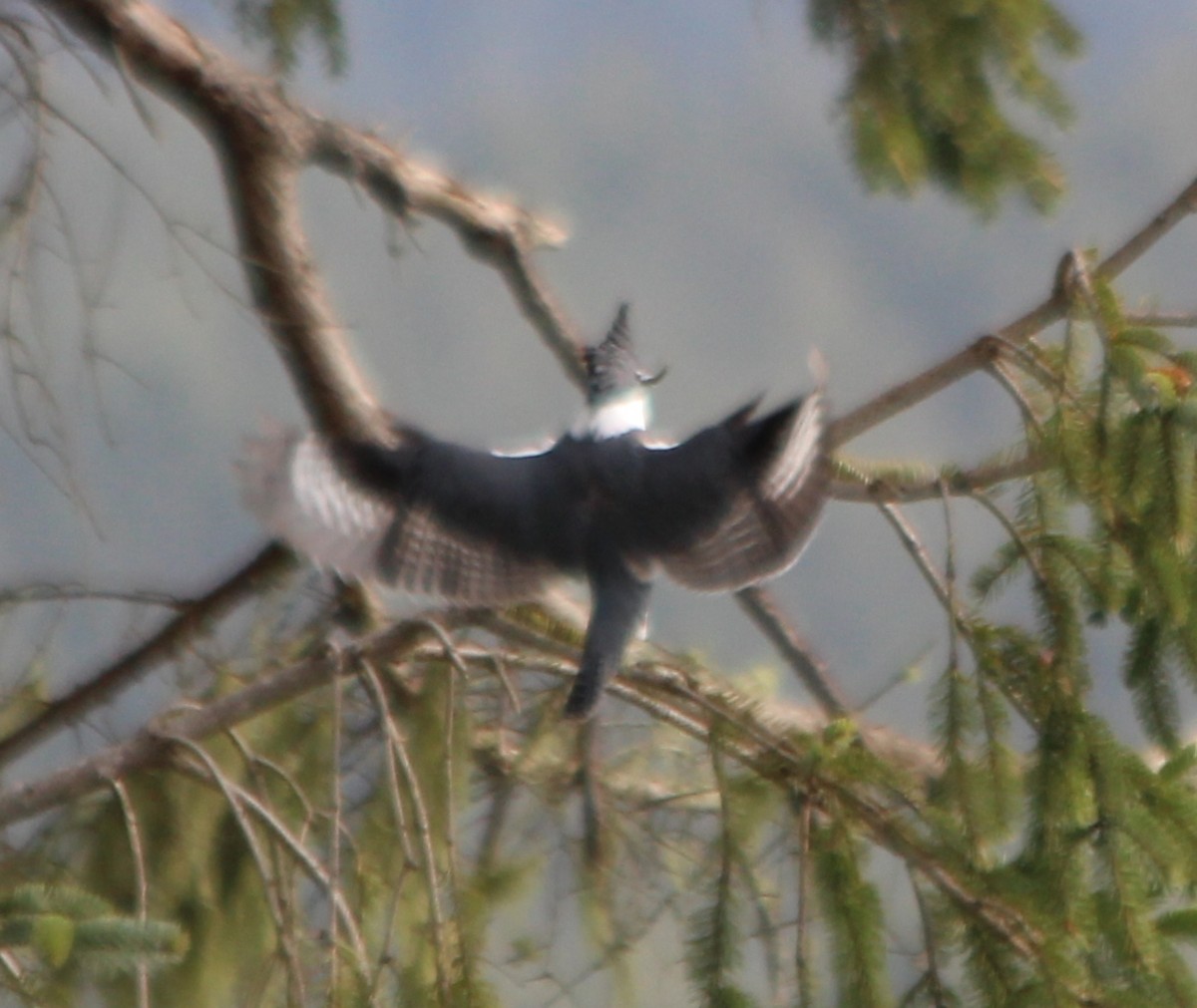 Belted Kingfisher - Justin Cook