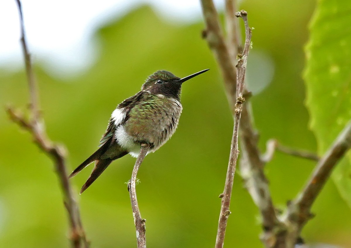 Amethyststernkolibri - ML42272351