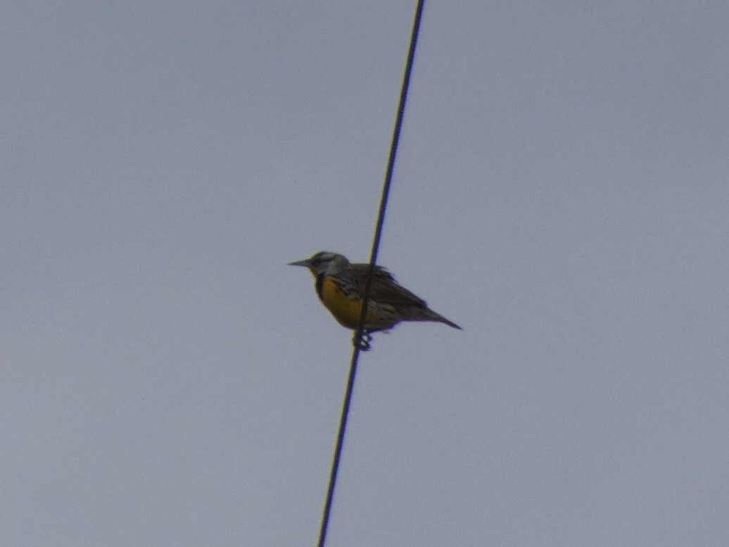 Eastern Meadowlark - ML422723541