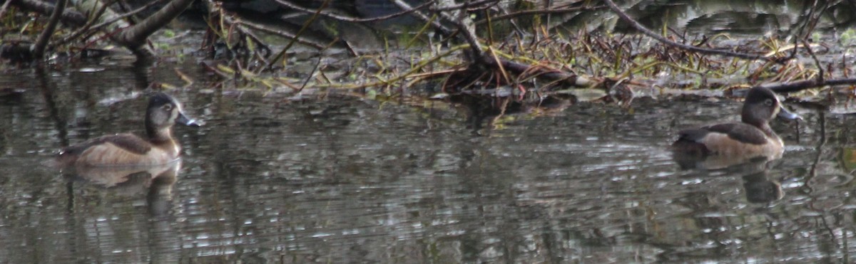 Ring-necked Duck - ML422723701