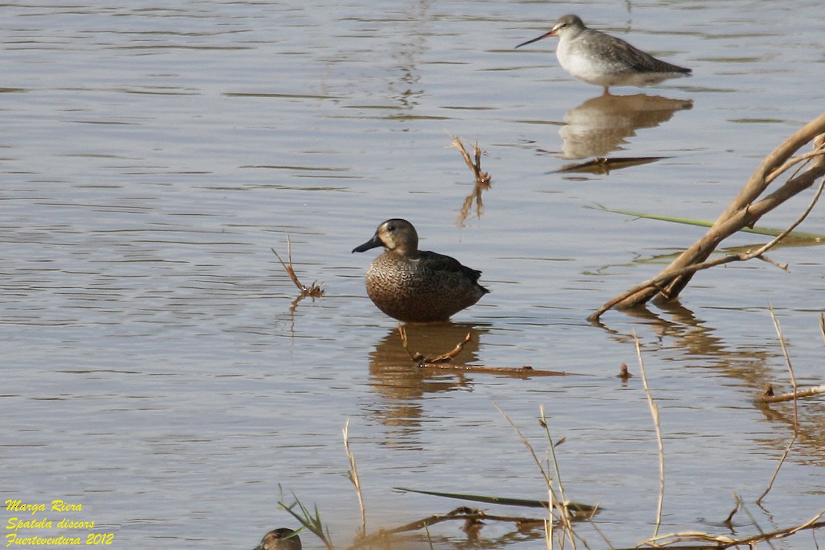 Blue-winged Teal - ML422723721