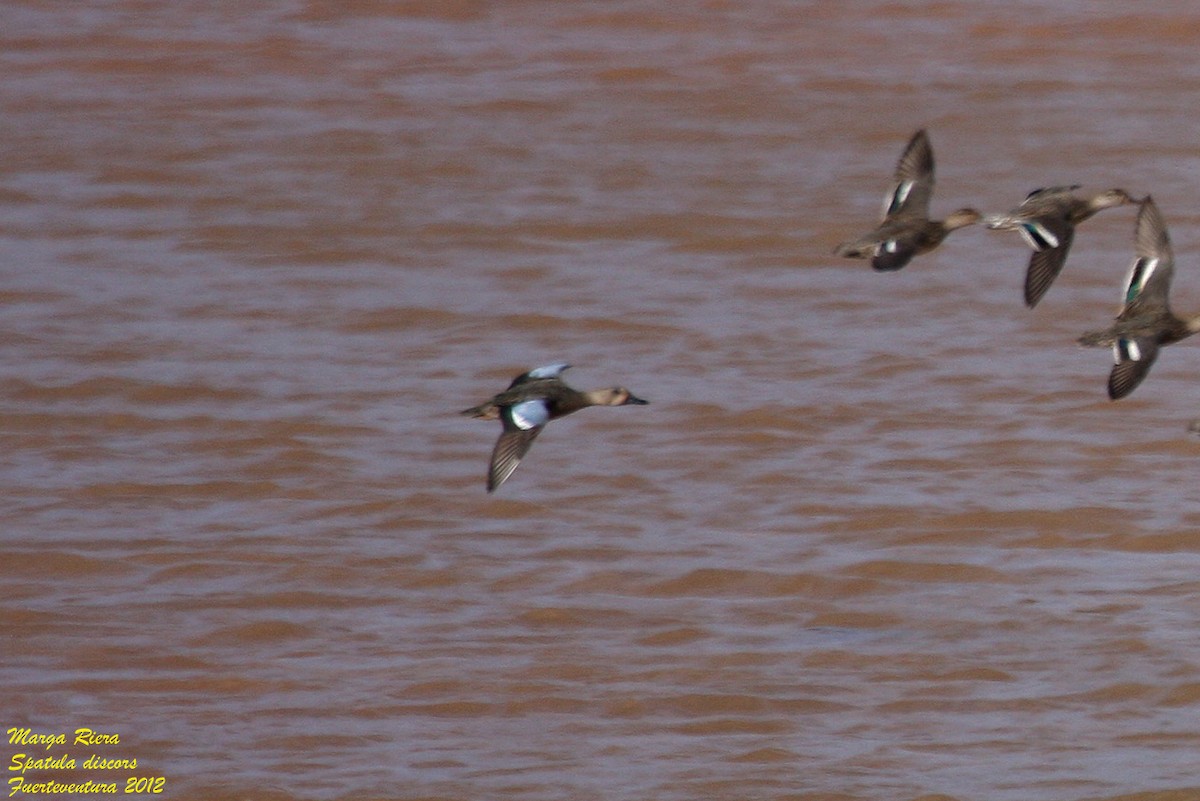 Blue-winged Teal - ML422724291