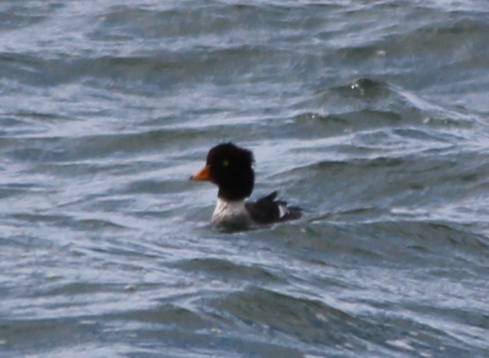 Barrow's Goldeneye - ML422726181