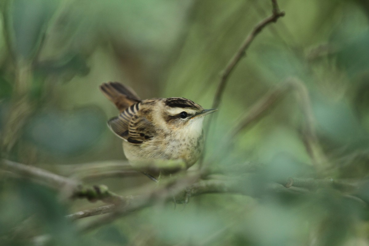 Sedge Warbler - Volker Hesse