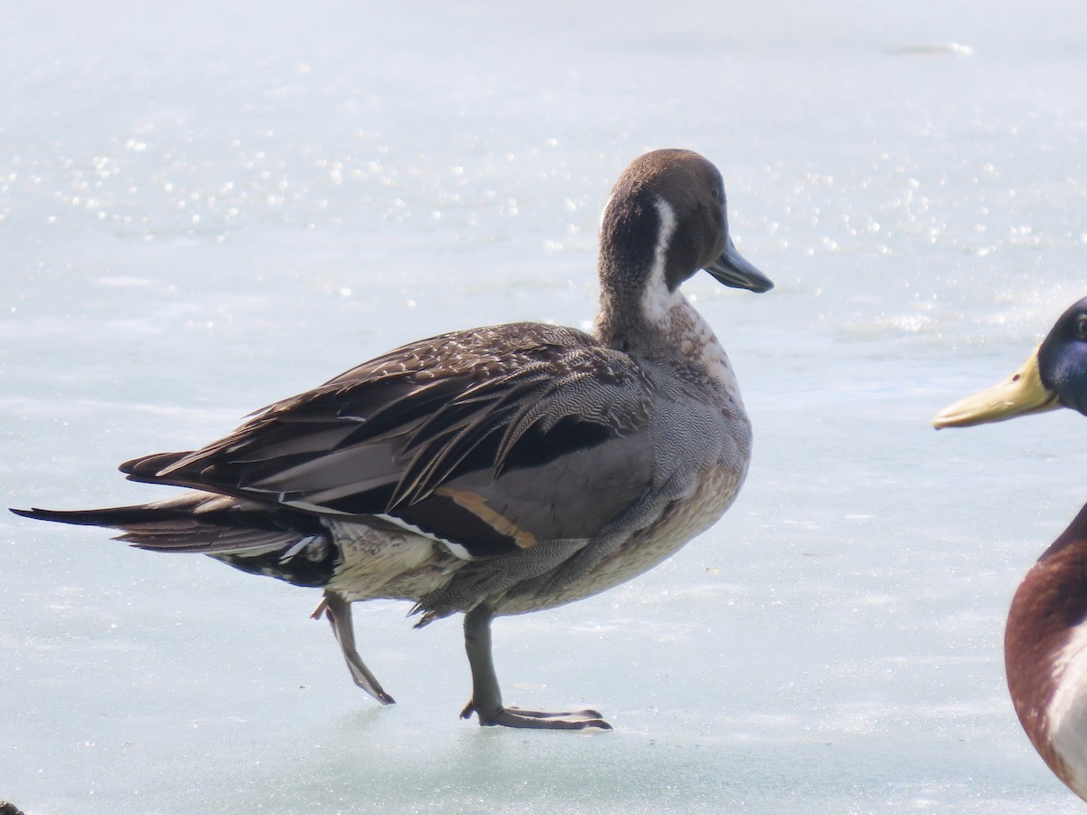 Northern Pintail - ML422727721