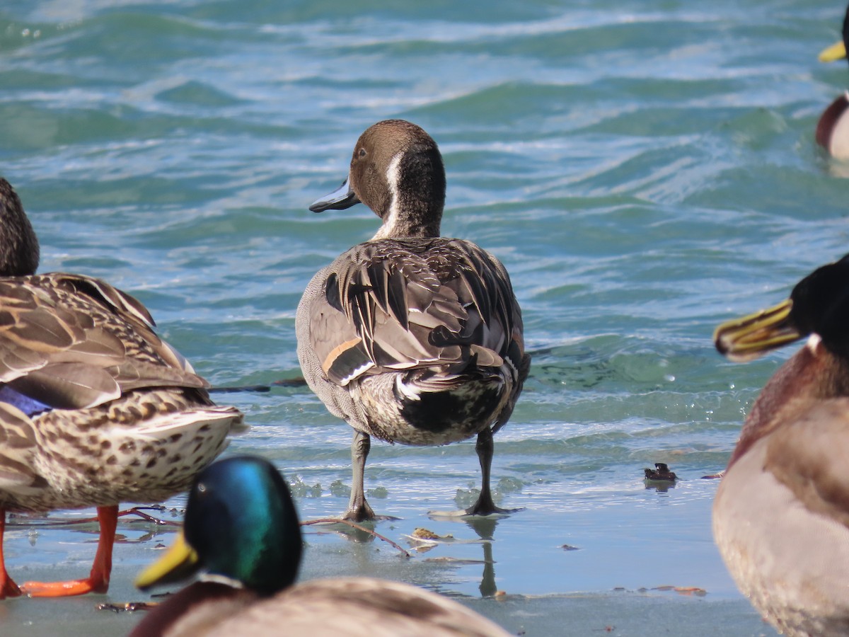 Northern Pintail - ML422728111