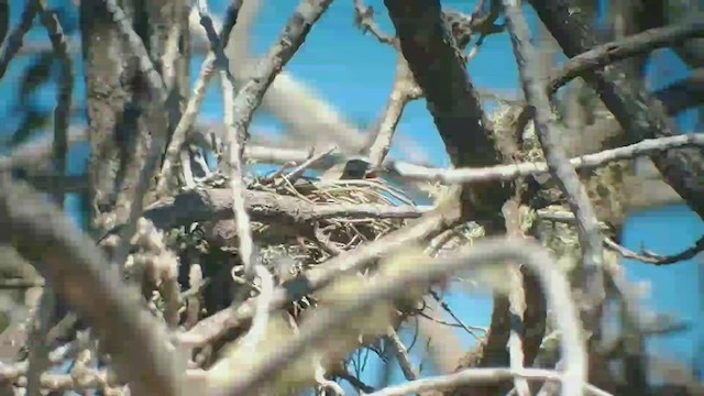 Amakihi familier (virens) - ML422729751