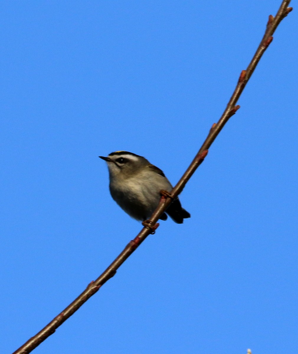 Golden-crowned Kinglet - Mike Fung