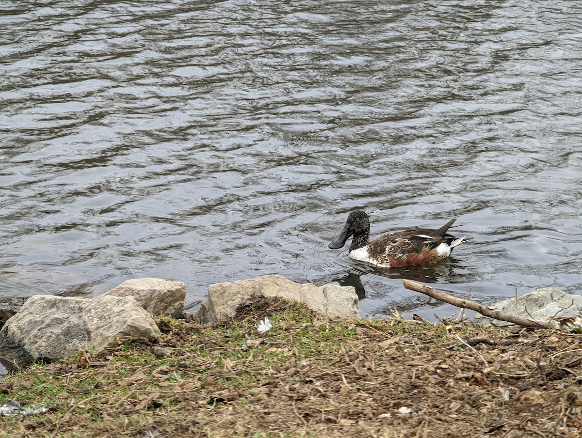 lžičák pestrý - ML422730741