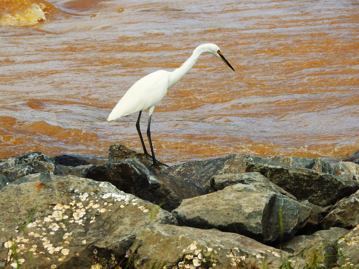 Little Egret (Australasian) - ML422731321