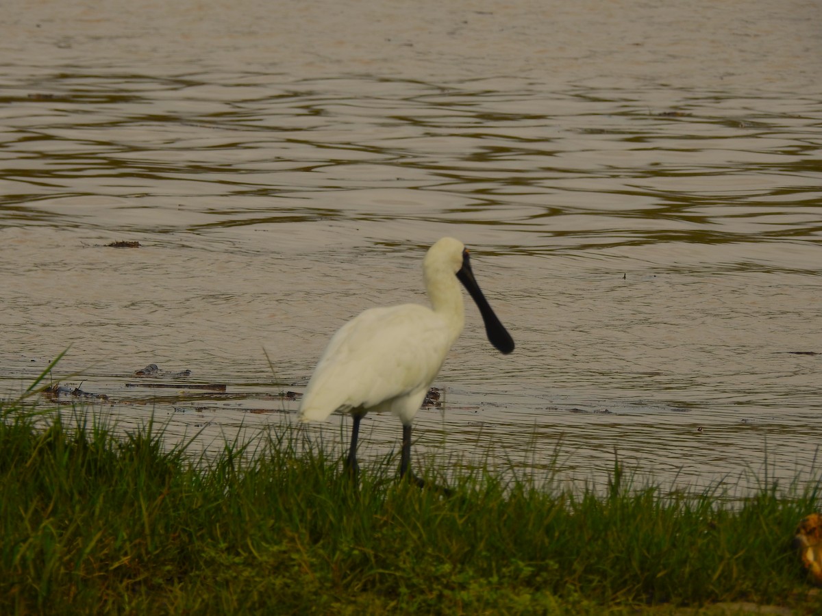 Royal Spoonbill - ML422731561