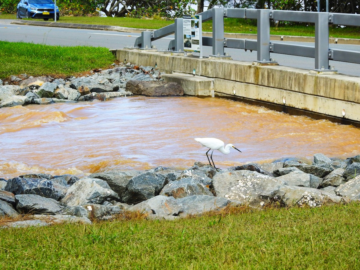 Little Egret (Australasian) - ML422731571