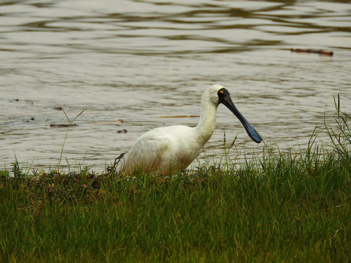 Royal Spoonbill - ML422731671