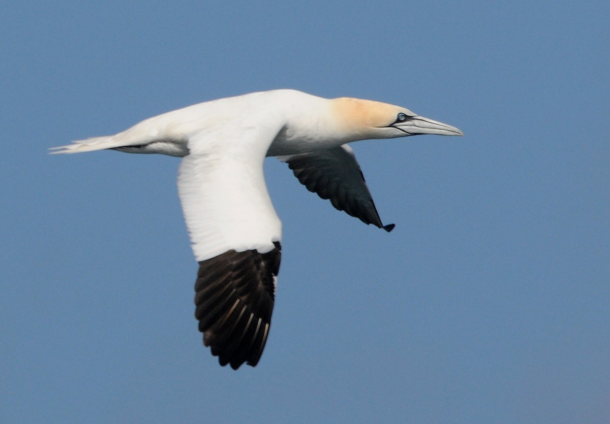 Northern Gannet - Volker Hesse