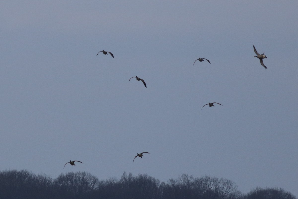 Bernache du Canada - ML422731821