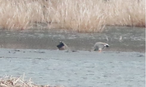 Canard chipeau - ML422731841