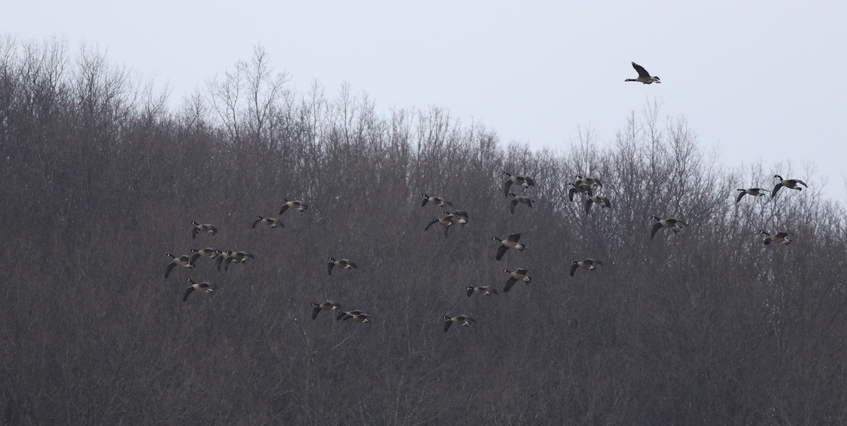 Bernache du Canada - ML422731851