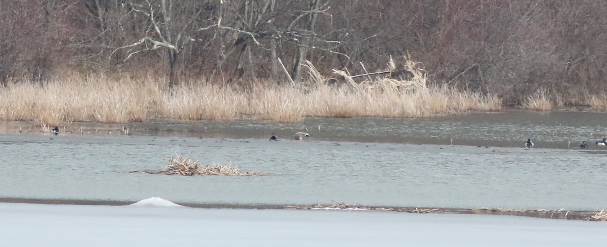 Canard chipeau - ML422731861