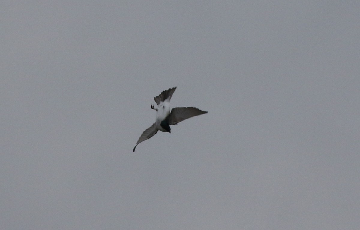 Hirondelle bicolore - ML422731981