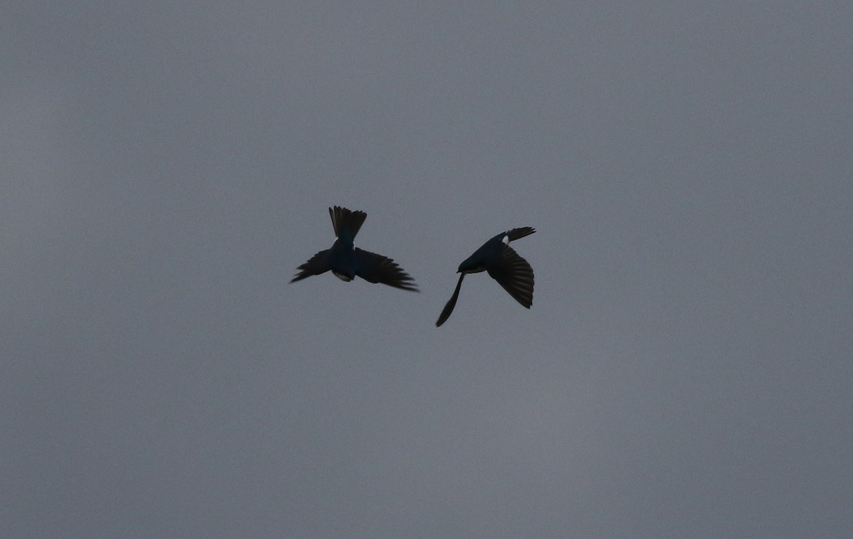 Hirondelle bicolore - ML422732001