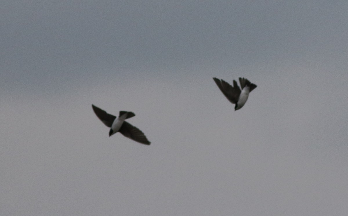 Hirondelle bicolore - ML422732021