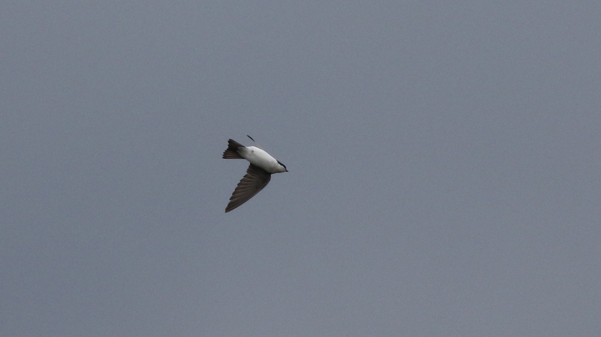 Hirondelle bicolore - ML422732081