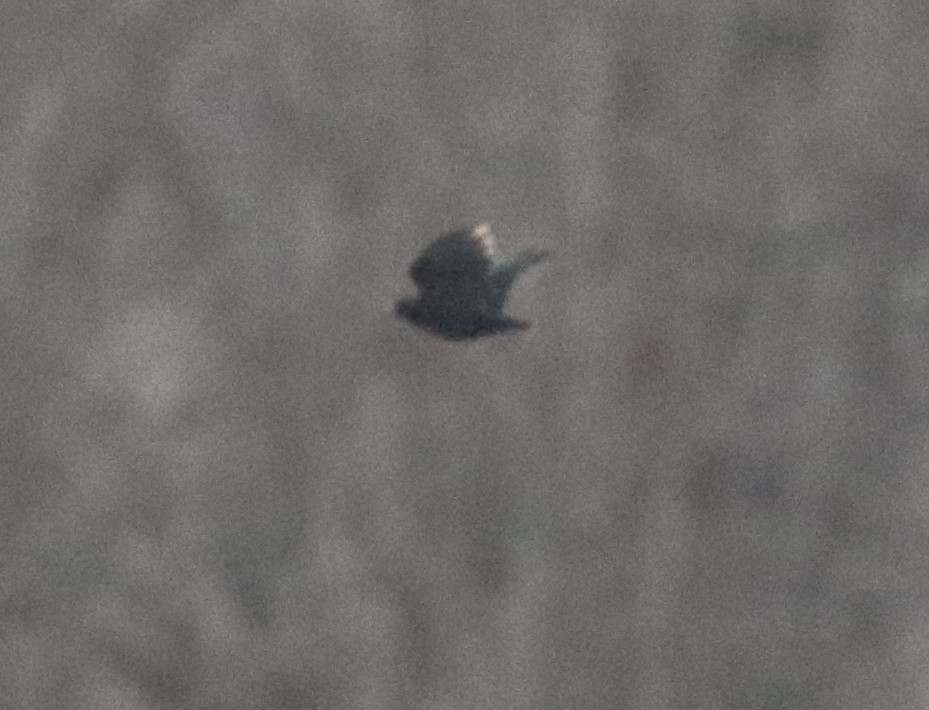 Carouge à épaulettes - ML422732091