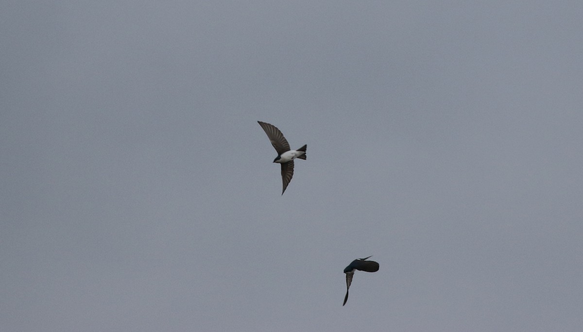 Hirondelle bicolore - ML422732121