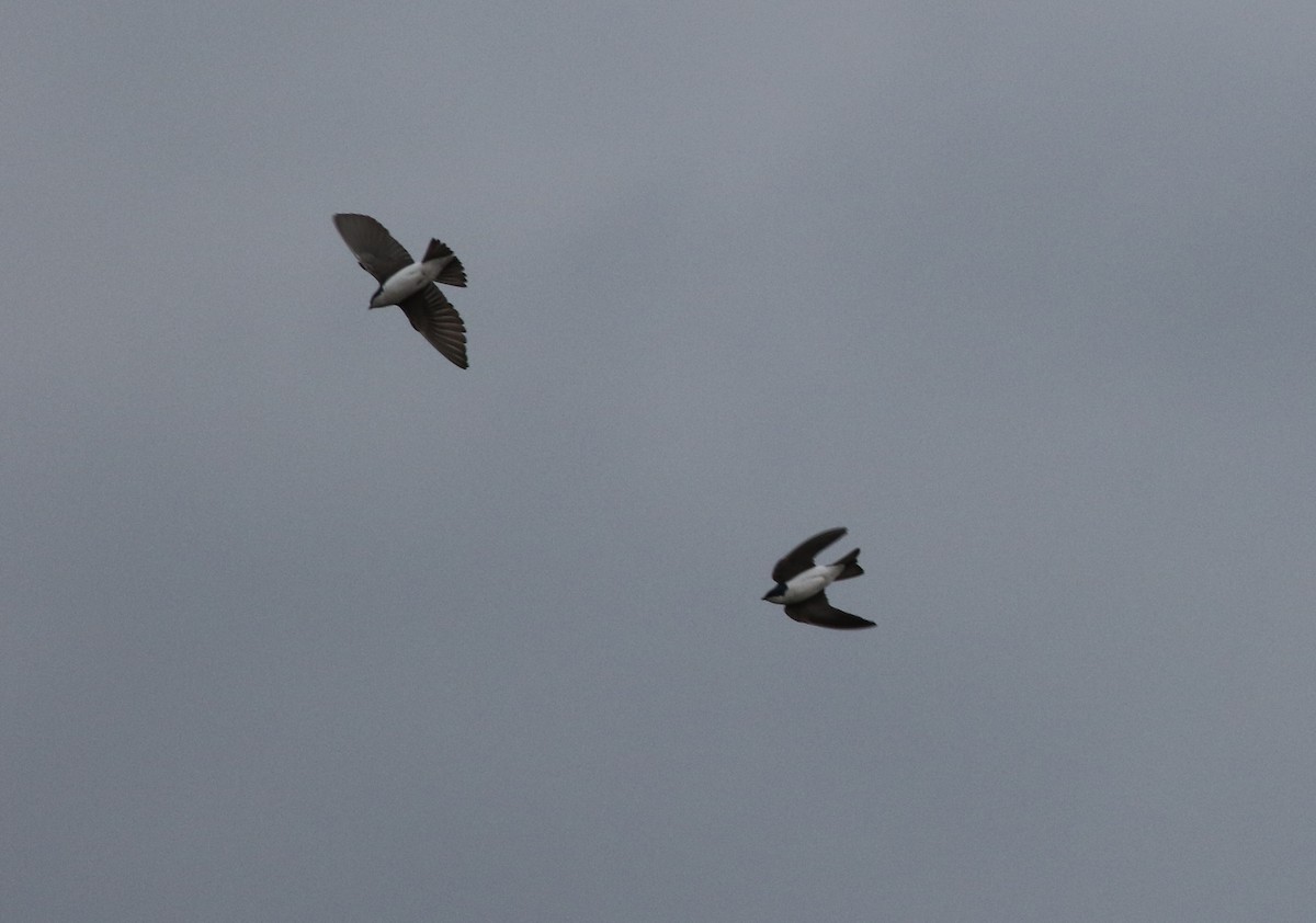 Hirondelle bicolore - ML422732131