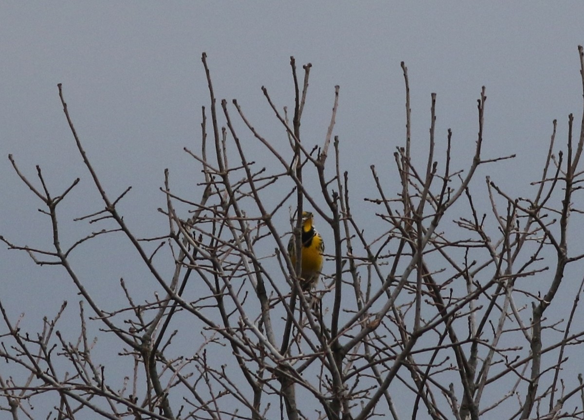 Sturnelle des prés - ML422732171