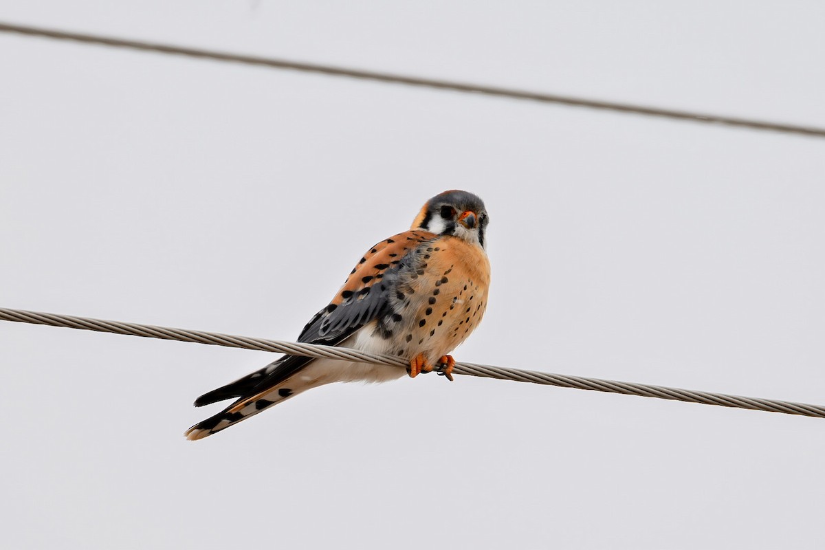 American Kestrel - ML422732191