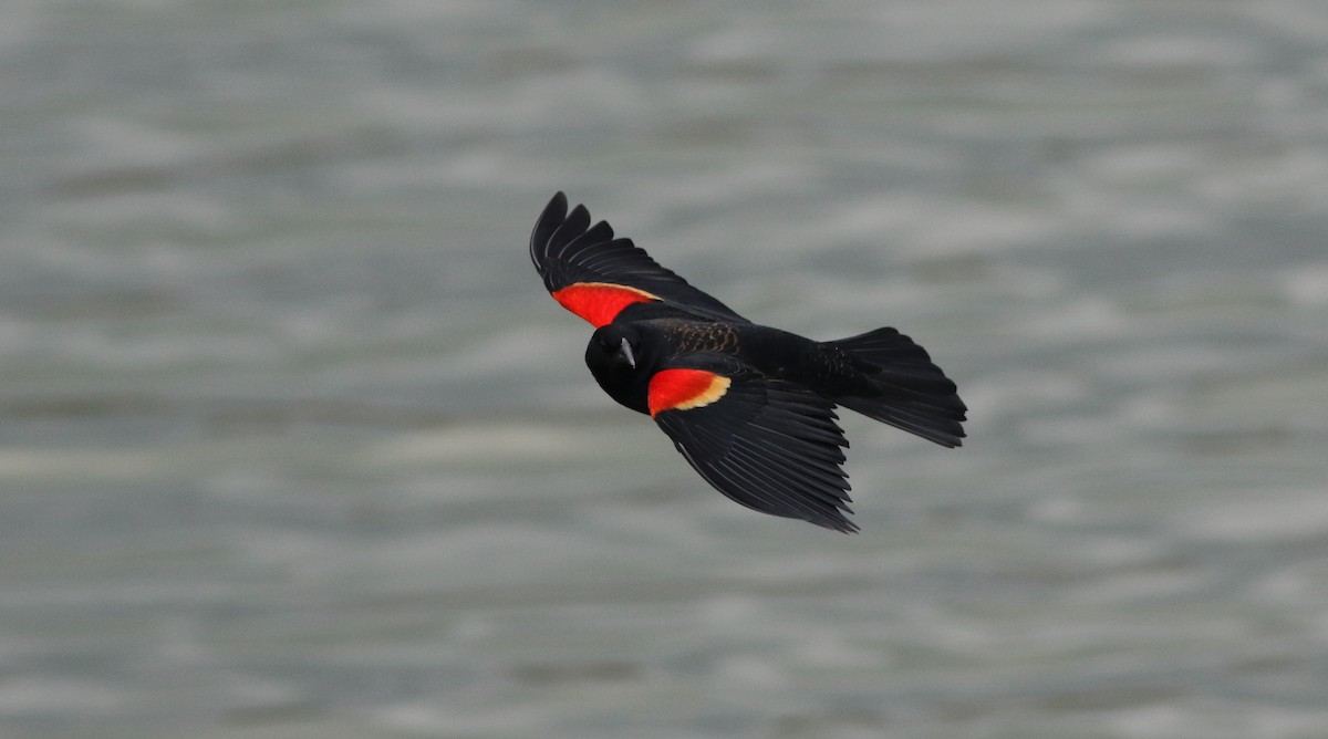 Carouge à épaulettes - ML422732211