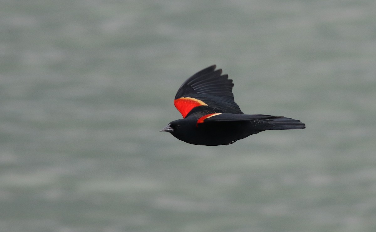 Carouge à épaulettes - ML422732221