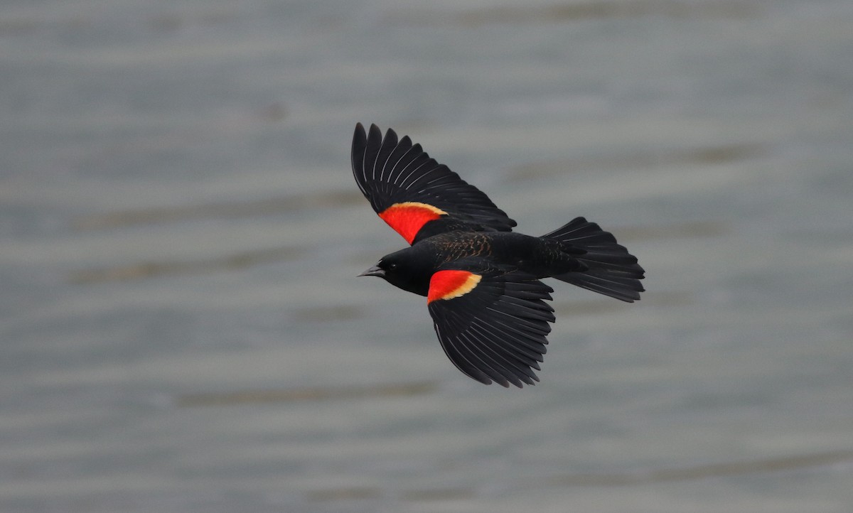 Carouge à épaulettes - ML422732241