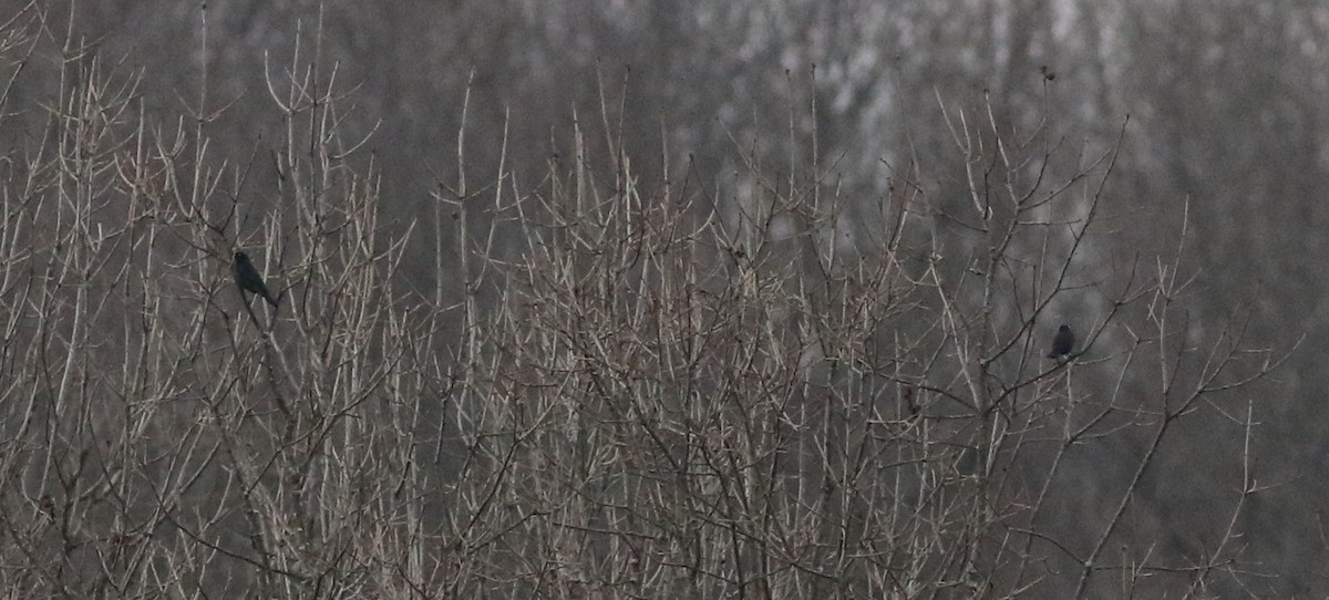 Quiscale rouilleux - ML422732291