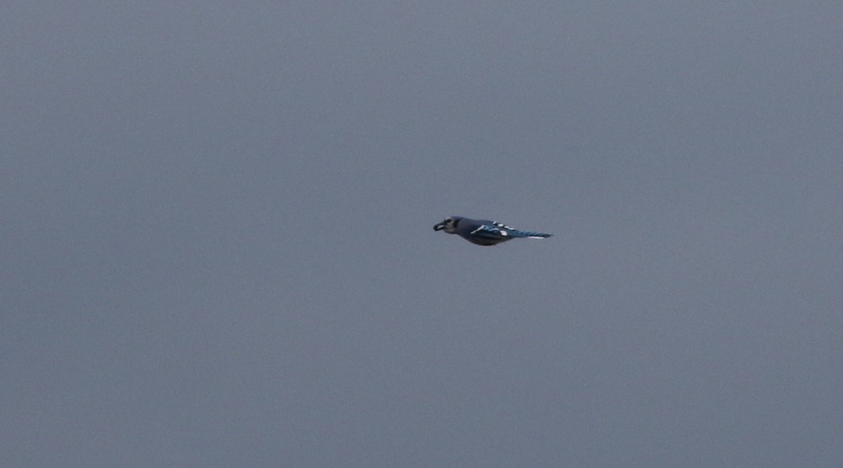 Geai bleu - ML422732371