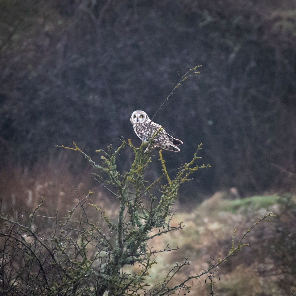 Short-eared Owl - Justin Ede