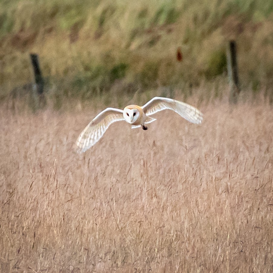 Barn Owl - ML422735611