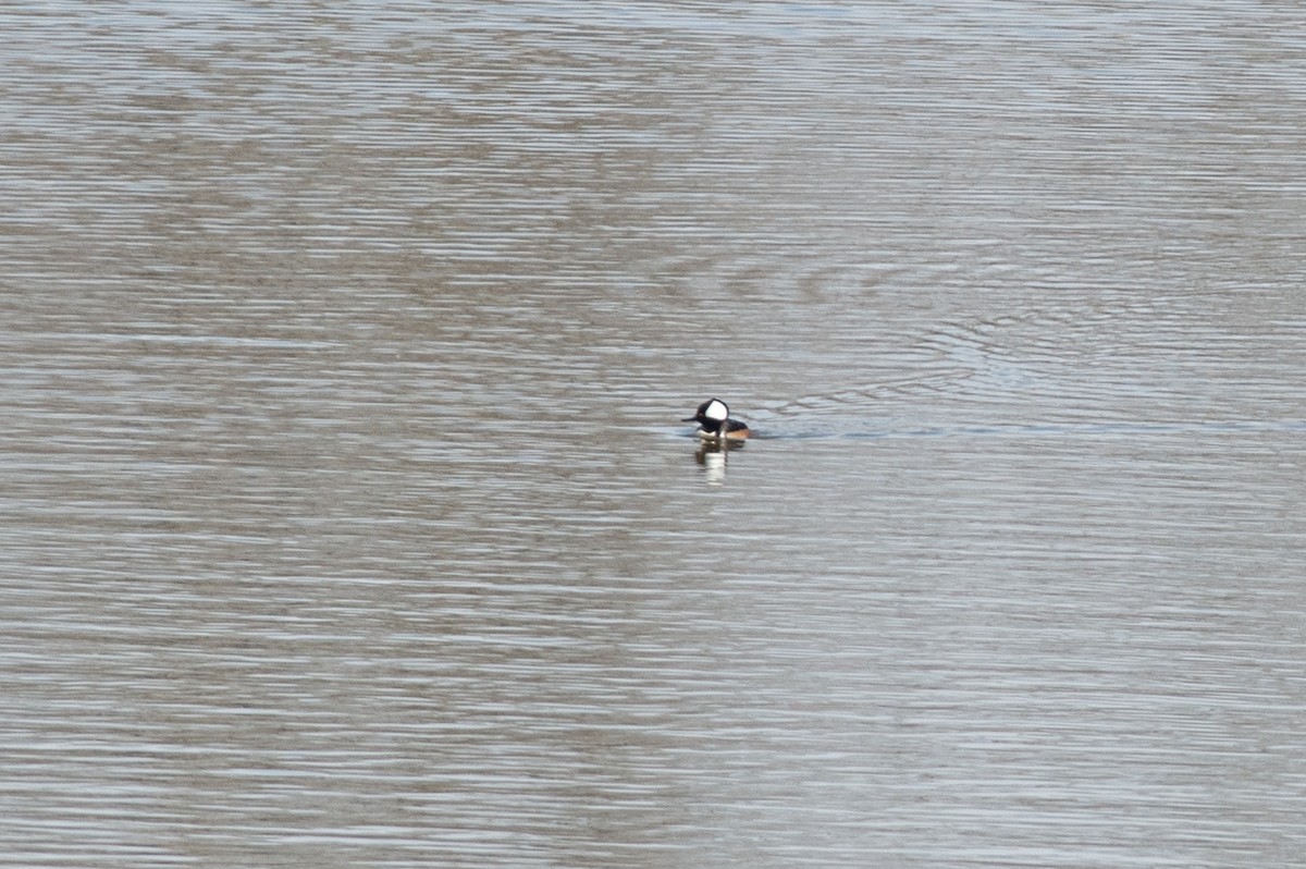 Hooded Merganser - ML422737161