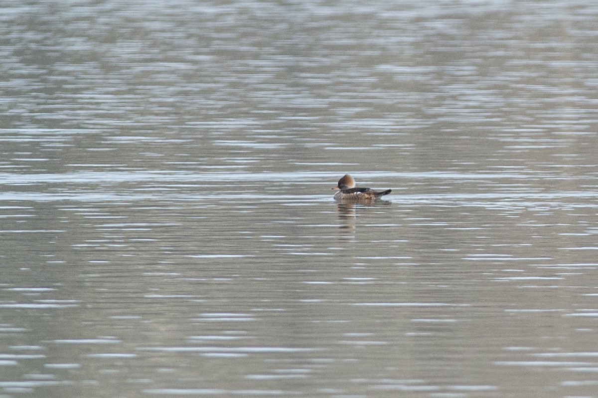 Hooded Merganser - Michael Barath