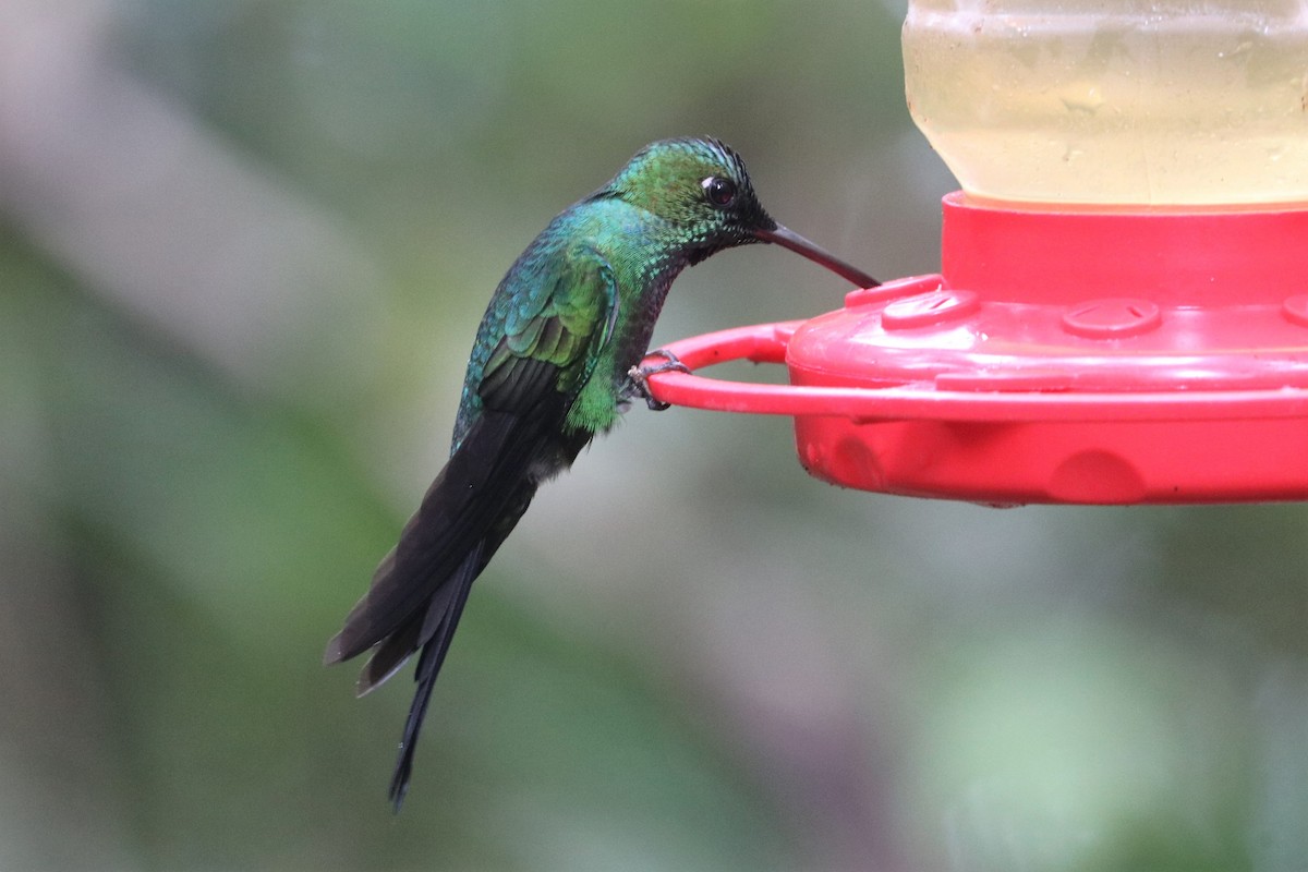 Green-crowned Brilliant - ML422737221