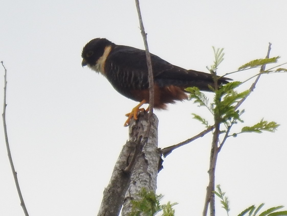 Bat Falcon - ML422737311
