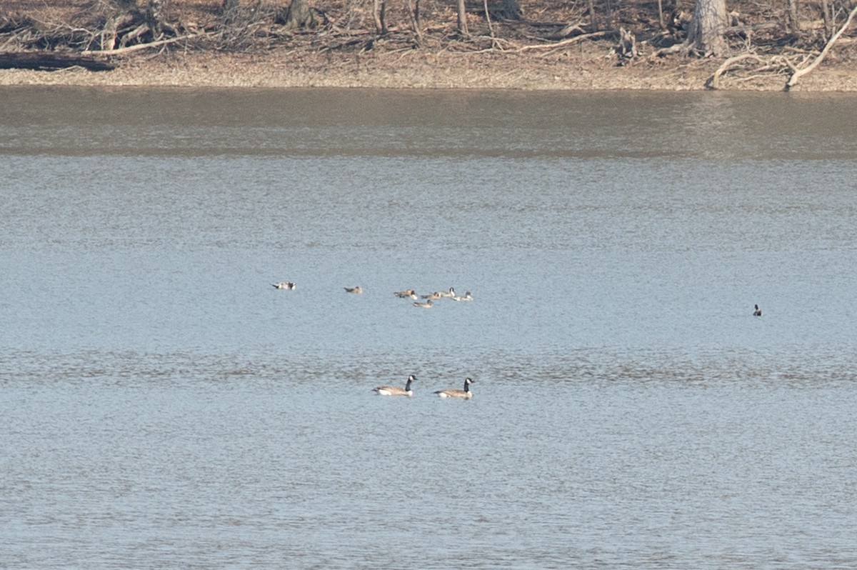 Northern Pintail - Michael Barath