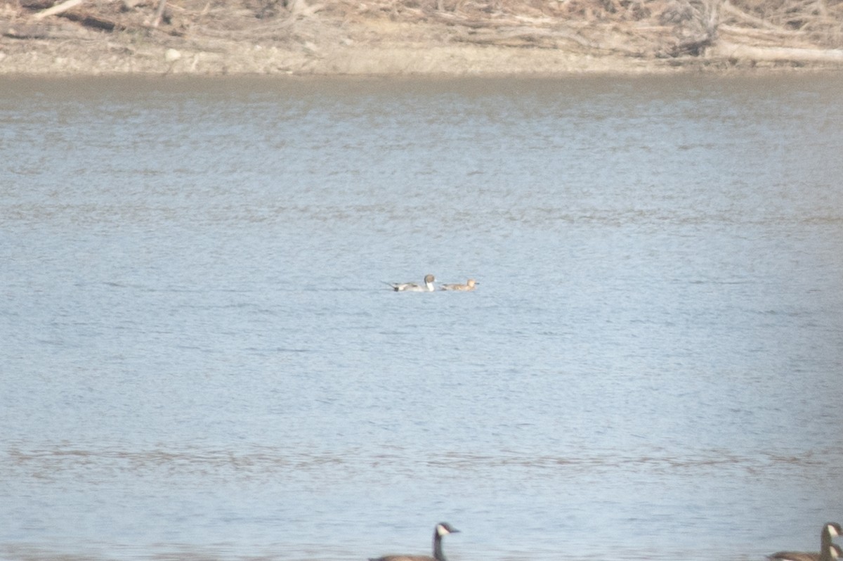 Northern Pintail - Michael Barath